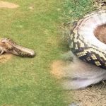 insolite golf python green australie