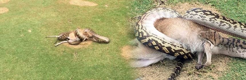 insolite golf python green australie